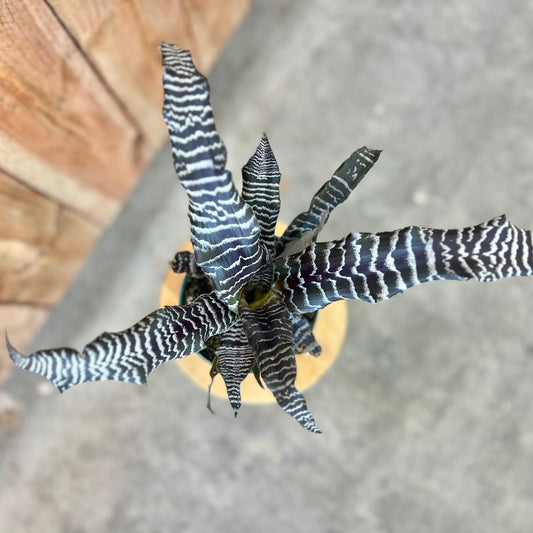 Cryptanthus 'Zebra Star'