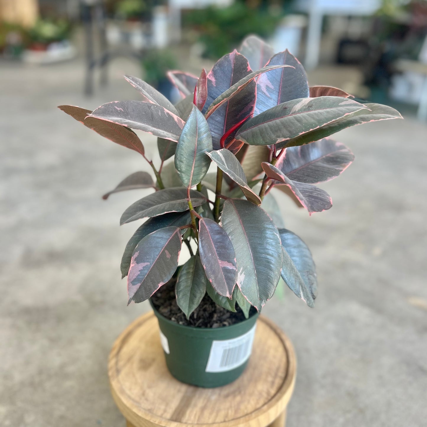 Ficus Elastica Ruby