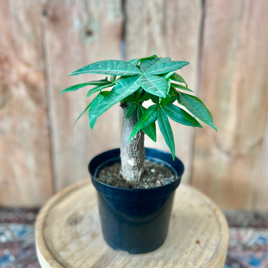 Pachira aquatica (Money Tree)