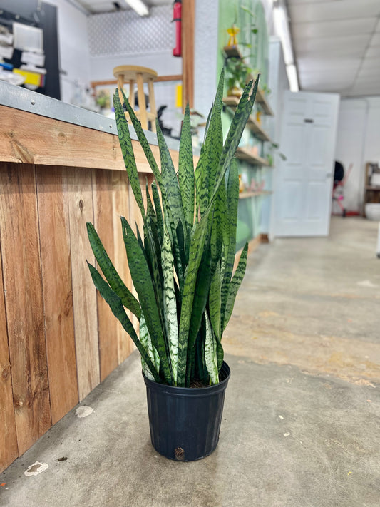 Sansevieria 'Zeylanica' (Snake Plant)