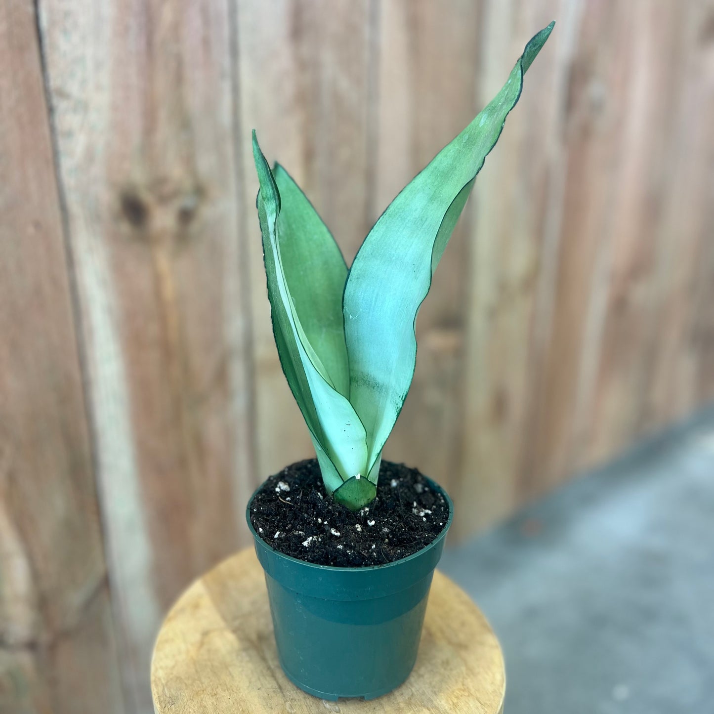 Sansevieria 'Moonshine'