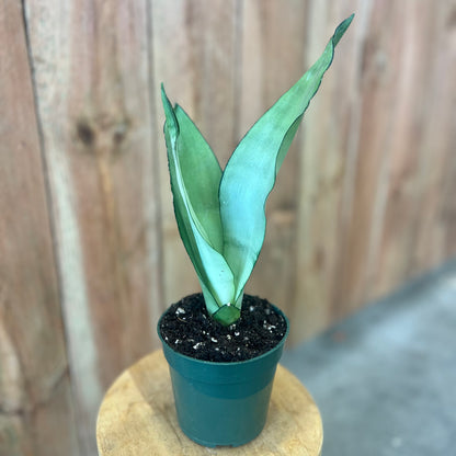 Sansevieria 'Moonshine'