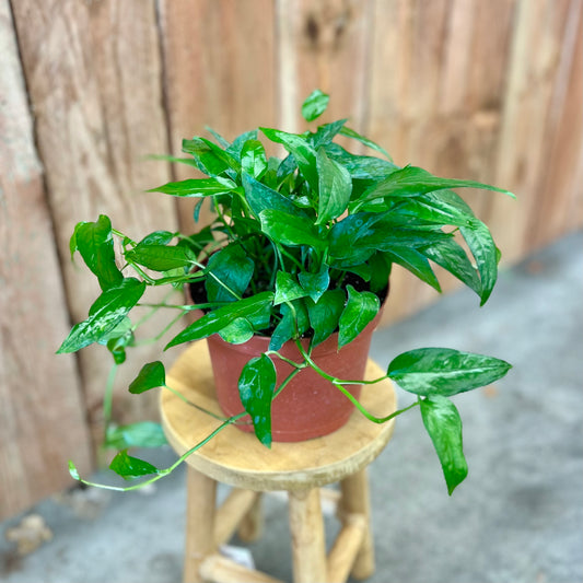 Pothos 'Skeleton Key' (Epipremnum pinnatum)