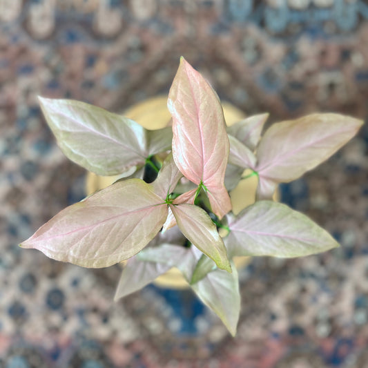 Syngonium Pink Perfection