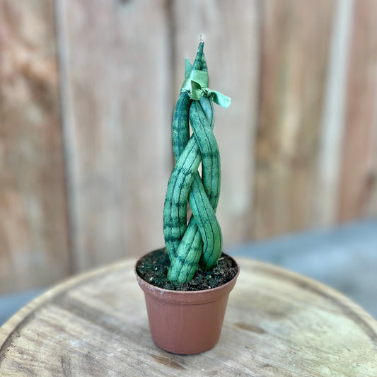Sansevieria 'Cylindrica' (Snake Plant)