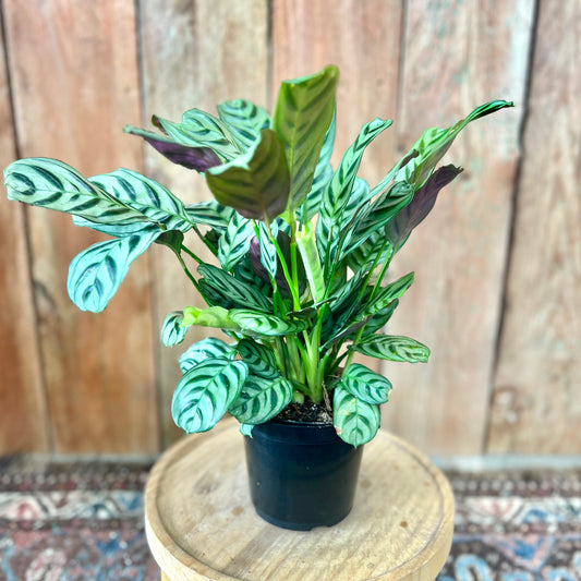 Ctenanthe Burle Marx