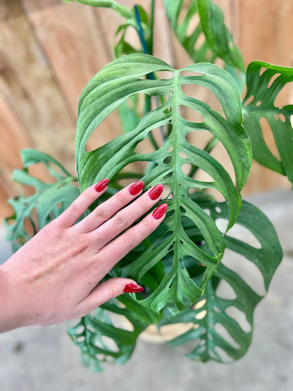 Monstera 'Esqueleto'
