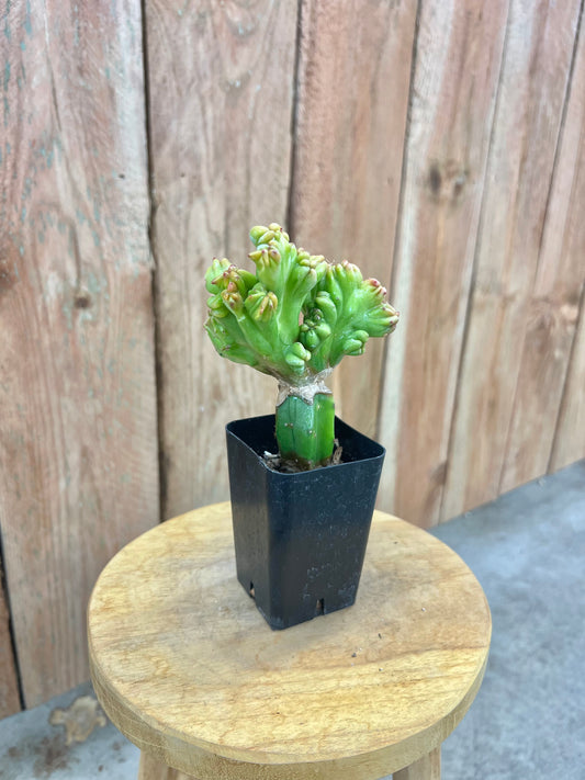 Myrtillocactus Geometrizans Cristata