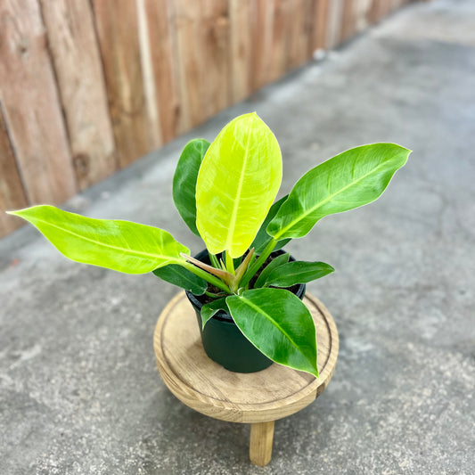 Philodendron 'Moonlight'