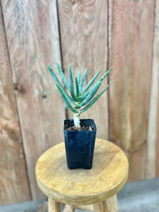 Aloe ramossisima (tree)