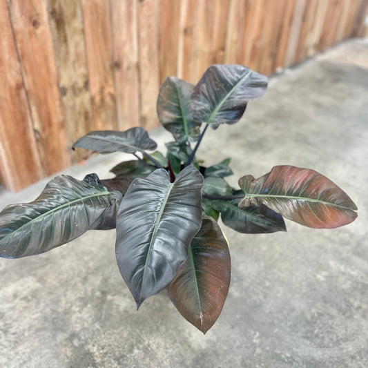 Philodendron 'Black Cardinal'