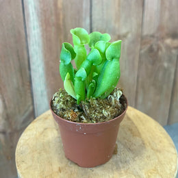 Sarracenia Purpurea