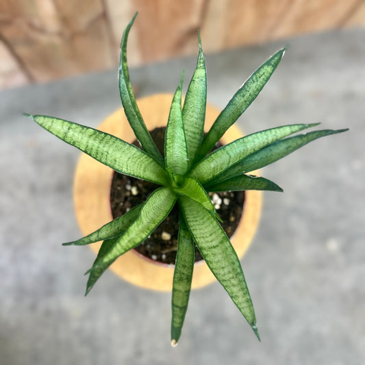 Sansevieria Lilliput