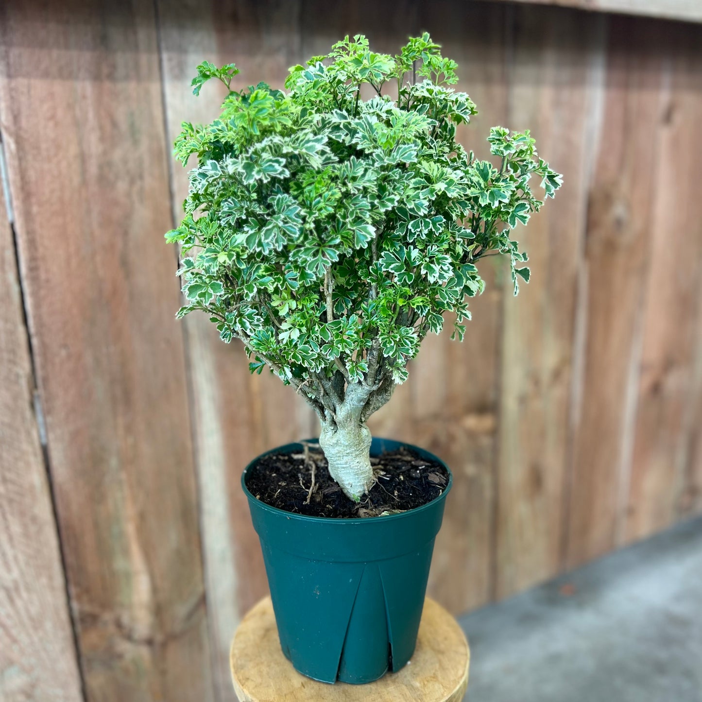 Aralia Ming Variegated