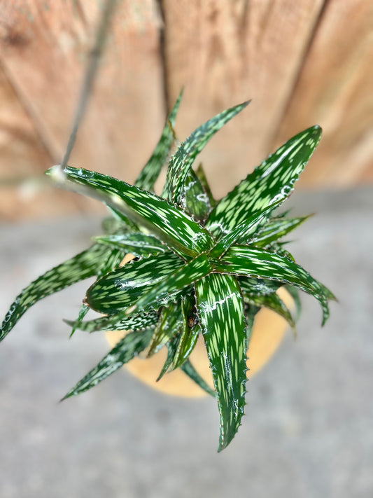 Aloe hemmingii