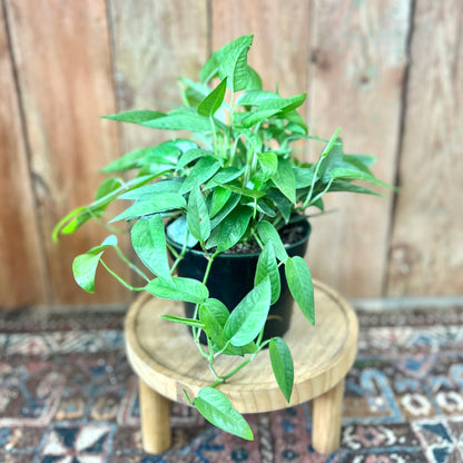 Pothos Cebu Blue (Epipremnum pinnatum)