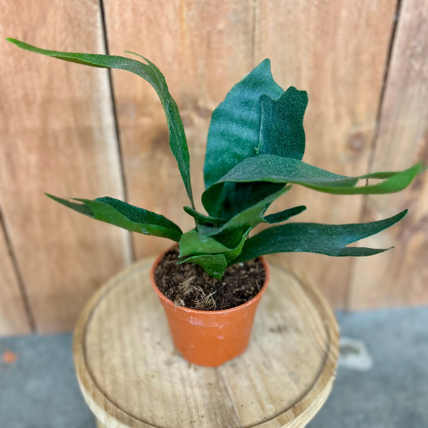 Platycerium bifurcatum (Staghorn Fern)