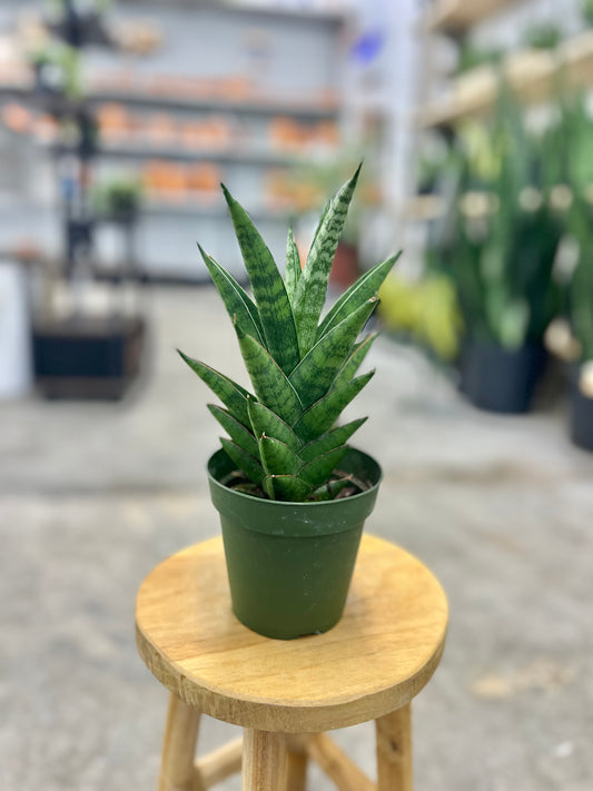 Sansevieria 'Tower' (Snake Plant)