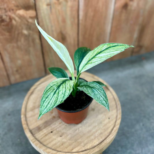 Spathiphyllum Sensation