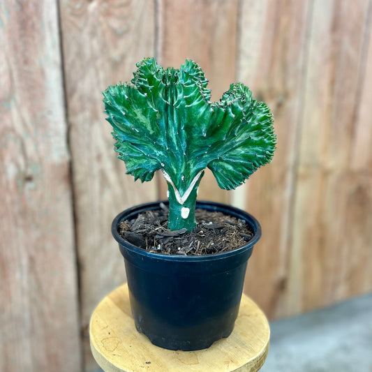 Euphorbia lactea cristata
