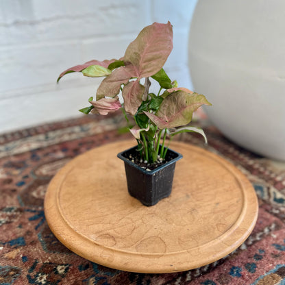 Syngonium Pink Neon
