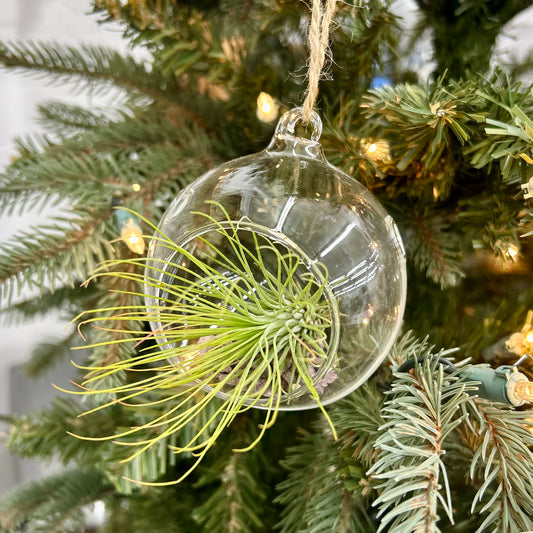 Airplant Living Ornament