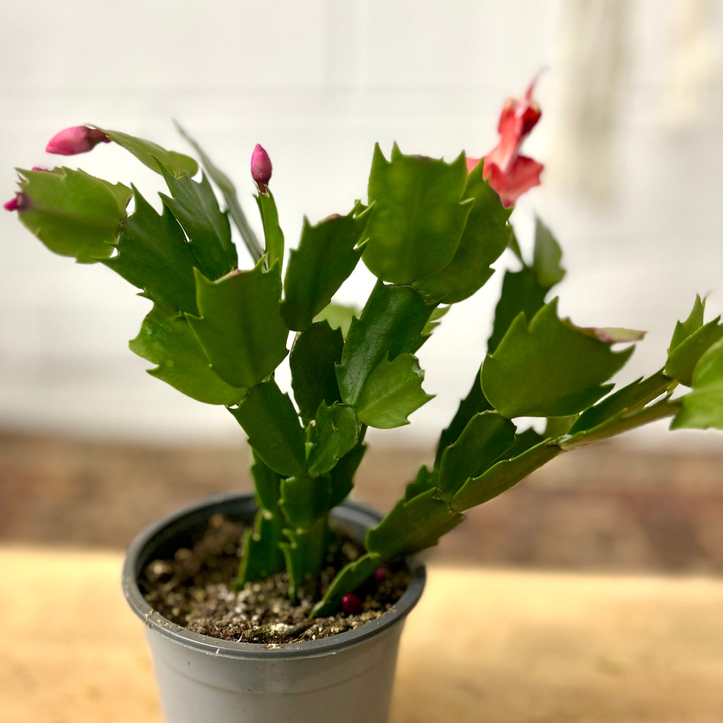 Christmas Cactus