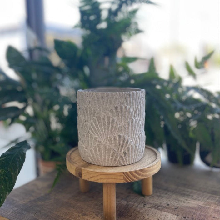 Concrete Shells Pot