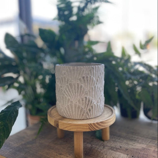 Concrete Shells Pot