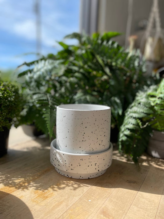 Claxton Pot