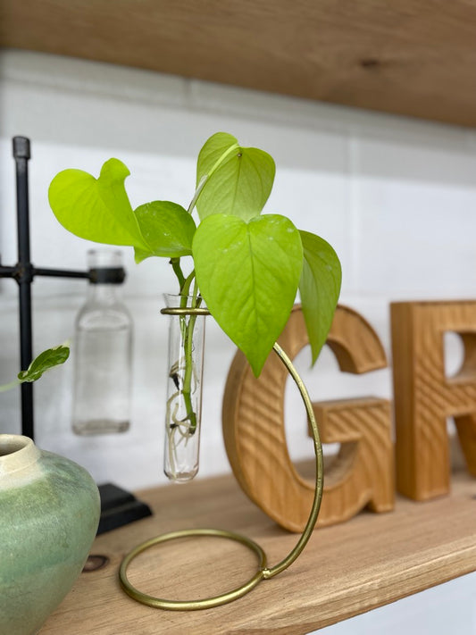 Rivera Glass Propagation Stand