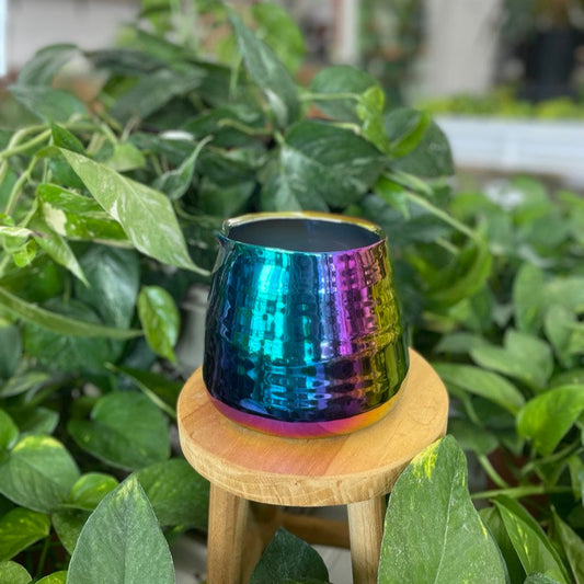 Tegan Pot