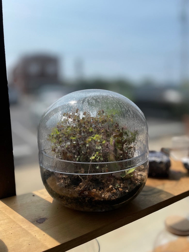 Observatory Terrarium