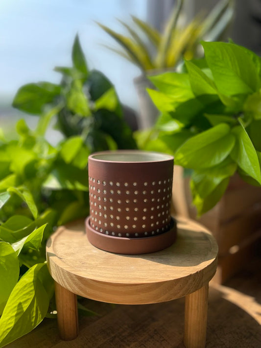 Salamanca Pot