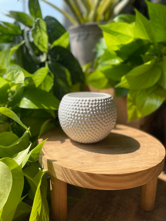 Spotti Pot