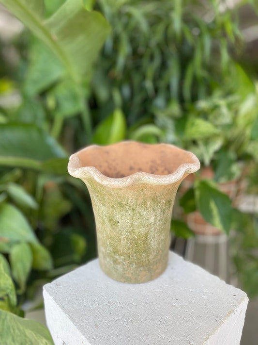 Scallop Pot