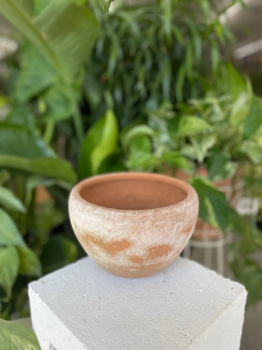 Coquito Pot