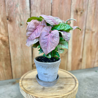 Syngonium Pink Neon in Mini Kobenhavner