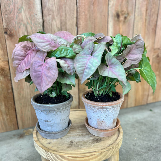 Syngonium Pink Neon in Mini Kobenhavner