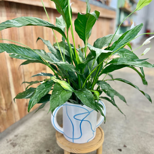 Domino Peace Lily in Maritza Jug