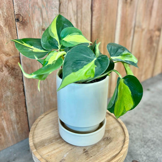 Philodendron Brasil in Sandstone Hoff Set