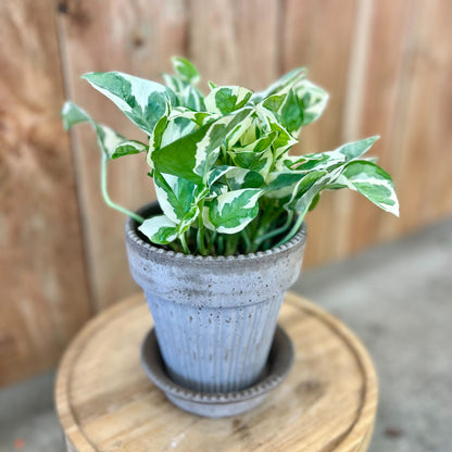 Pothos Pearls & Jade in Simona Pot