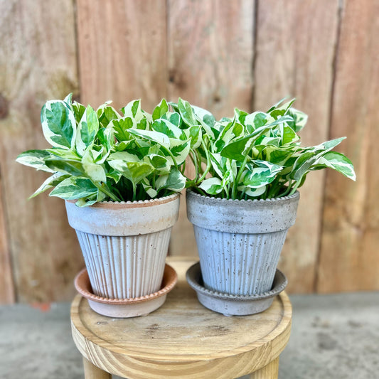 Pothos Pearls & Jade in Simona Pot