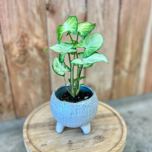 Syngonium in Noah Pot
