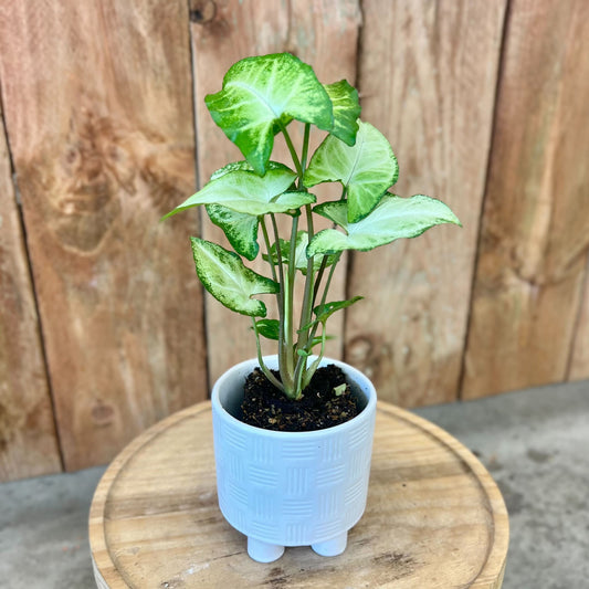 Syngonium in Morrow Pot