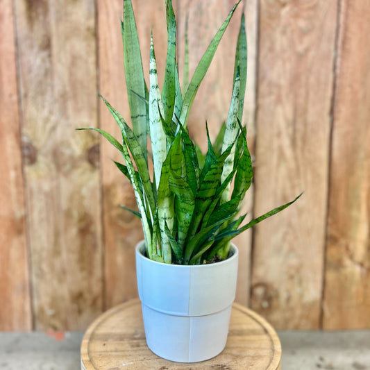 Sansevieria Silver Streak in Cream Checkerboard Pot