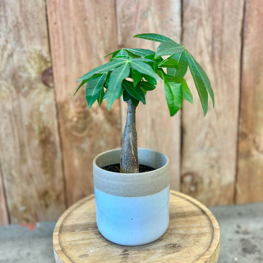 Money Tree Stump in Rooney Pot