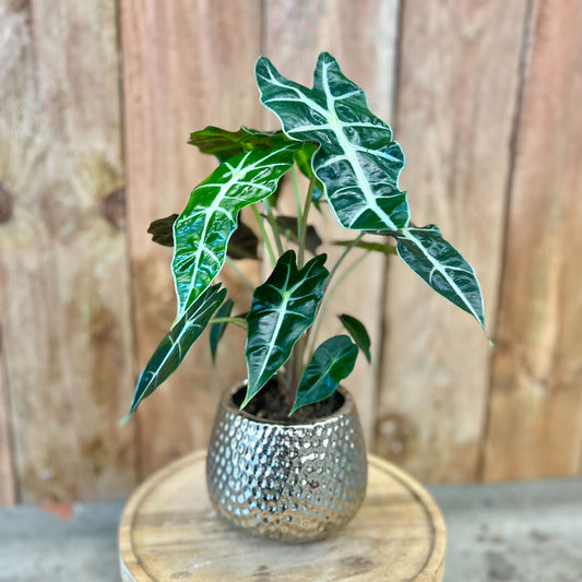 Alocasia Polly in Supernova Pot