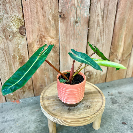 Philodendron Billietiae in Coral Coastal Pot