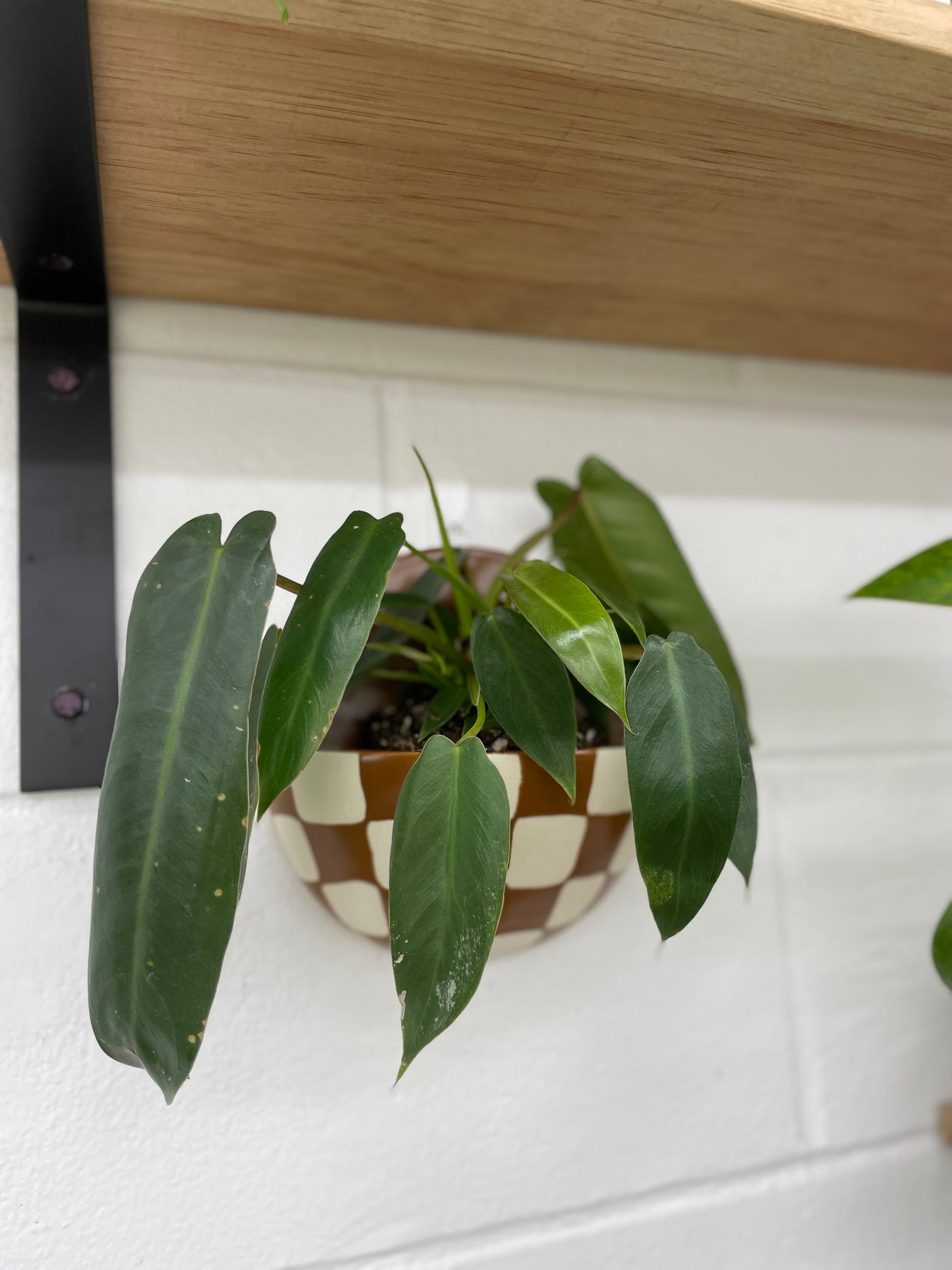 Doren Wall Planter